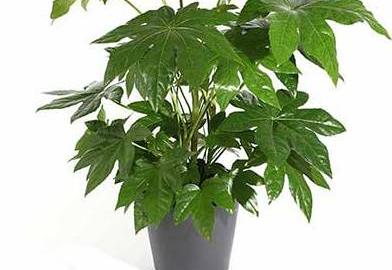fatsia